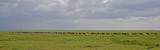 13581 - Wildebeest / Serengeti - Tanzania