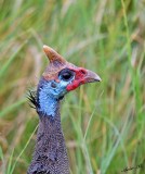 13632 - Helmeted Guineafowl / Serengeti - Tanzania