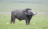 13769 - Old Buffalo / Ngorongoro - Tanzania
