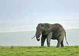 13798 - Elephant / Ngorongoro - Tanzania
