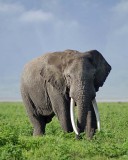 13842 - Elephant / Ngorongoro - Tanzania