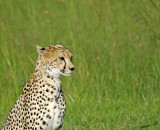 14106 - Cheetah / Masai Mara - Kenya