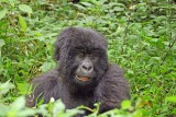 14136 - Silver back gorillas baby / (DRC) Congo