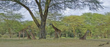 14729 - Giraffes resting / Lake Naivasha - Kenya