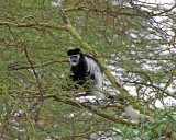 14770 - Colobuses / Lake Naivasha - Kenya