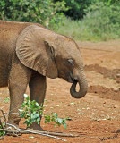 14793 - Baby elephant / The David Sheldrick Wildlife Trust - Nairobi - Kenya