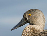 15040 - Duck portrait | Duck / Kew Gardens - Richmond - England