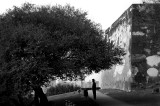 man and tree