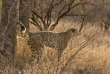 Cheetah_6820
