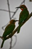 Whitefronted beeeater_0378