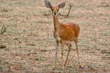 Steenbok_5581