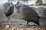 Guineafowl_0315