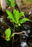 skunk cabbage June 1