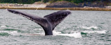 whale tail 1 July 24