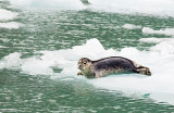 Harbor seal at the Dawes glacier July 30