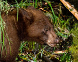 Cub 800.jpg