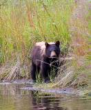 Tan black bear 800.jpg