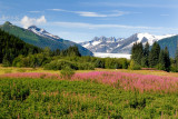 towers and fireweed August 10