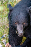 Black bear portrait August 13
