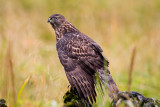 Eagle beach hawk September 5