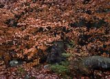  Rocks and Stump Hidden by Leaves