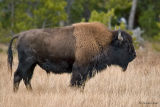 American Bison