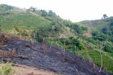 Slash and burn cultivation