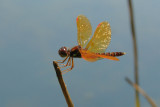 eastern amberwing ks-709 009.jpg