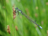 eastern forktail ks-530 010.jpg