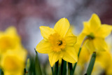 Daffodils