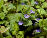 Ground Ivy