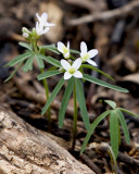 Long-Leaved Bluet