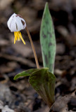 White Dogtooth Violet (Trout Lily)