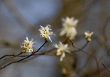 Serviceberry (Shadbush)