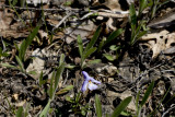 Birdsfoot Violet in its setting