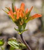 Indian Paintbrush