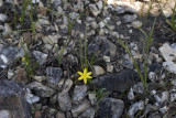 Yellow Star Grass