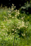 Purple Meadow Rue