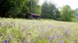 Abandoned Pasture