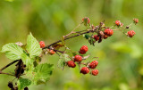 Ripening Blackberries