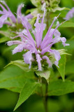 Wild Bergamot