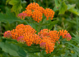 Butterfly Weed