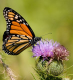Monarch and Field Thistle