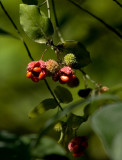 Hearts-A-Bursting (Strawberry Bush)