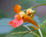 Jewelweed (Spotted Touch-Me-Not)