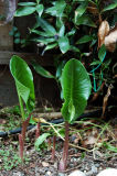 Unfurling the Cala Lily