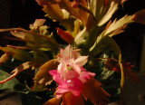 Christmas Cactus blossoming