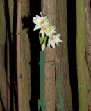 The Paperwhites blossoming