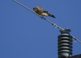 American Kestrel