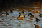 Ducks and Coots